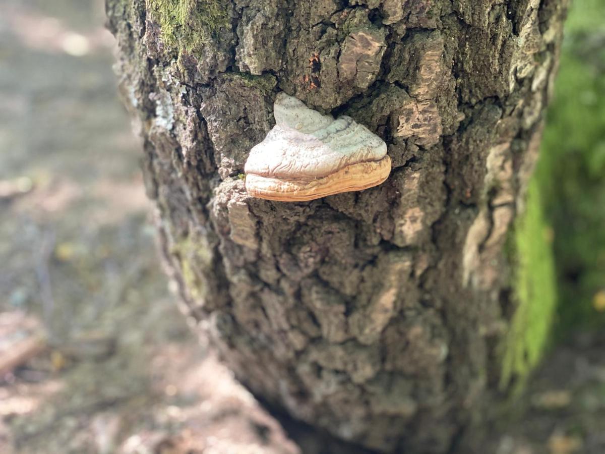 Sanmari_Forest Ledenice Ngoại thất bức ảnh